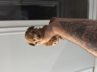 A kalite mini boy Maltipoo köpeğimiz