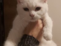 Sakin huylu dinginlik yaratan 3 aylık dişi yavru kediler