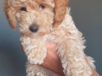 TOY POODLE YAVRUMUZ YUVASINI ARIYOR