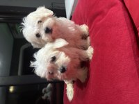 Minyatür A kalite kore kan maltes terrier