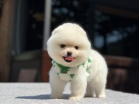 Yavru Pomeranian Boo Köpeklerimiz