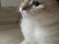 Ücretsiz sahiplendirilecek 2 yaşında british shorthair
