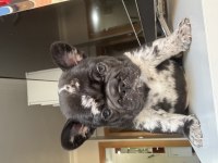 Merle French Bulldog