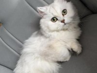 British longhair kedimiz