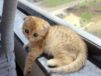 Erkek 2 Aylık Yavru Scottish Fold