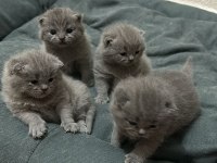 British shorthair yavrularımız yeni yuvasını bekliyor