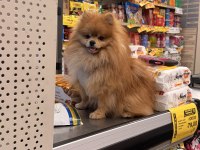ÜST KALİTE UKRAYNA KANI ORANGE POMERANIAN ERKEK