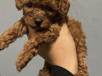 Teacup Yavru Poodle