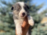 Petmode köpek çiftliğinden border collie yavrular