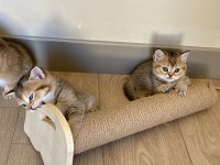 Temas delisi british shorthair miniklerim