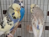 Kaliteli Renk Muhabbet Kuşları