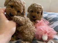 Kore poodle köpekler