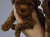 Tüy dökmeyen kalite sağlık ırk garantili poodle yavrularımız