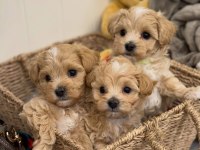 Maltipoo Yavrularımız Tüy Dökmez Koku Yapmaz