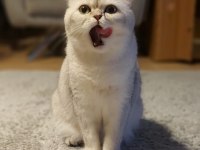 Scottish long hair british shorthair çift sahiplendiriyorum