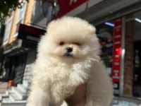 Boo Pomeranian Teddy Bear
