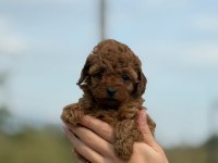 Petibör tadında poodle yanlışlıkla yemeyiniz