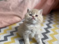 British Longhair Erkek Güzellerim