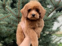 RED MALTİPOO