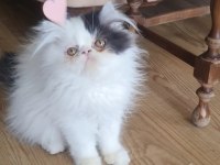 Safkan İran Persian