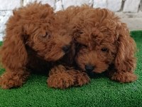 Toy poodle yavrularımız