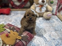 Yeni Gelen Oyuncak Poodle Yavrularımız