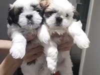 Muhteşem kaliteli shih tzu yavrularımız