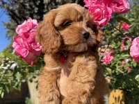 Kore Maltipoo Yavrular
