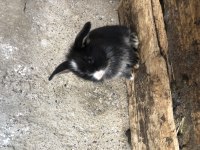 Lop anaç yavru tavşanlar