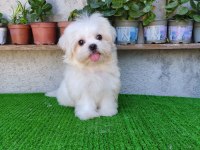 Teslime Hazır Erkek Kore Maltese