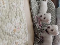 Sıfır numara şecereli yavru köpekler