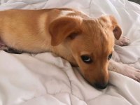 Jack Russell Pinscher Yavrusu