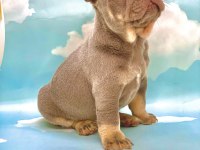 LİLAC TAN MAVİ GÖZLÜ FRENCH BULLDOG ERKEK