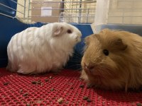 Erkek dişi genç yetişkin guinea pig