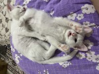 2,5 aylık kediler
