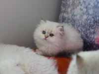 Göz bebeğiniz olacak kedimiz