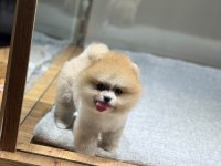Sağlık Ve Irk Garantili Pomeranian