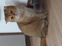 Scottish Fold Gold