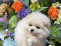 Ankaranın En Güzel Pomeranian Boo Yavruları