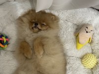 Yakışıklı pomeranian oğlum yeni ailesini arıyor