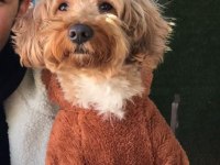 Toy Poodle Köpeğimiz Todi