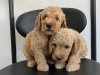 Irk Garantili Poodle Yavrular
