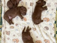 Rezerveye Açık Koyu Toy Poodle