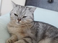 İngiliz ırkı kedimiz