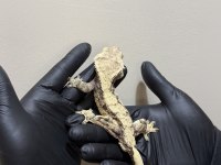 YETISKIN CRESTED GECKOLAR