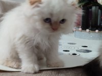 Teslime hazır scottish fold yavrular