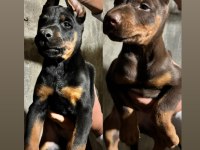Doberman Köpekler