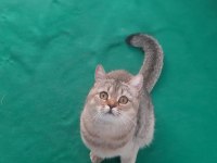 Black golden british shorthair