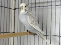 Dişi jumbo 10 aylık muhabbet kuşu