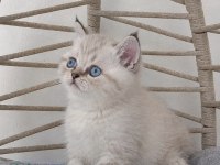 SAFKAN MAVİŞ GÖZLÜ EŞSİZ GÜZELLİKTE KEDİLERİM